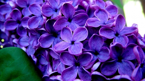 purple.jpg