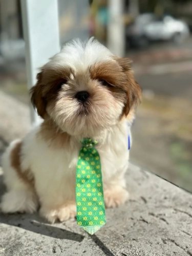 shihtzum1.jpeg.webp