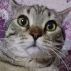 Selçuk