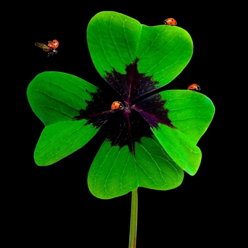 1929146893_nature-luck-symbol-four-leaf-clover(1).thumb.jpg.971e26878a194ac7cd7dda75c9ba258c.jpg