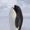 Blackhowl