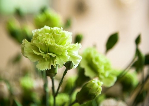 green-flowers-green-carnation-1586802531.jpg