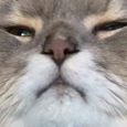 shabathehut