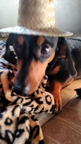 IMG-20190409-WA0019.jpg
