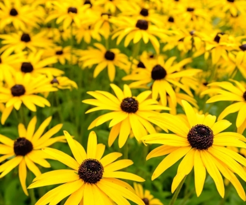 Yellow.jpg