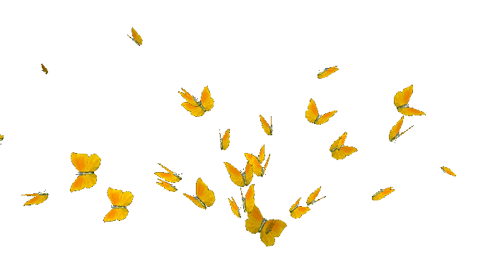 butterfly-12-0.gif