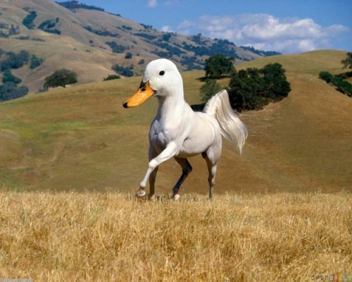 cheval-carnard.jpg