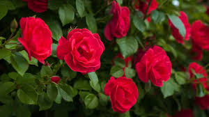 image.png.93ee3e338aa76d98477dd05915666589.png