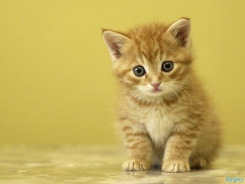 image.thumb.png.61193be1ee5e59fabb3dea0d56d37b9e.png