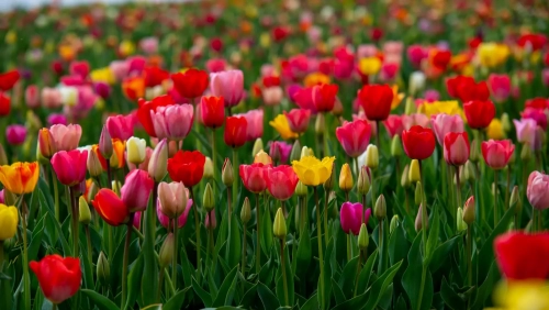 tulipanes_98.webp