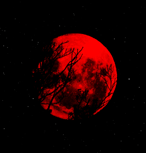 tumblr_208c0652ba8d72b28b756d64acc3210e_46aa66be_500.gif