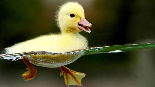 waterproof-duckling-hd-yellow-duckling-wallpaper-preview.thumb.jpg.5a4a938119adda8b5b23a7174feebe25.jpg