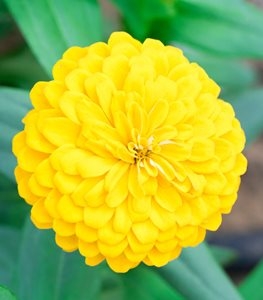 zinnia-elegans-benary-s-giant-golden-yellow-yellow-zinnia-flower-shutterstock-com_12819.jpg.5b1def3363a0041fb5fac80d5862fcc8.jpg