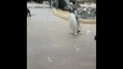 1143832575_Untitledvideo-MadewithClipchamp(1).gif.d501b1f5b0b49c89f2664ccf04b62b88.gif
