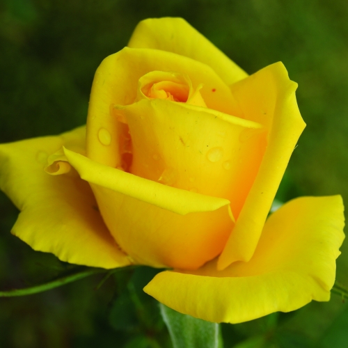 The-Yellow-1.jpg