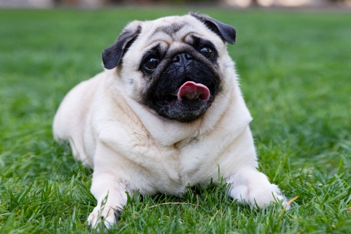 chinese-dog-breeds-4797219-hero-2a1e9c5ed2c54d00aef75b05c5db399c.jpg