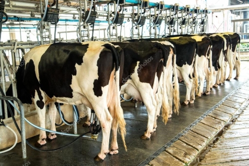 depositphotos_63735223-stock-photo-dairy-milking-cow-machine-produce.jpg