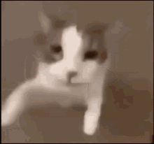 image.png.a84d1d01f0404a5959681ffc37f2e148.png