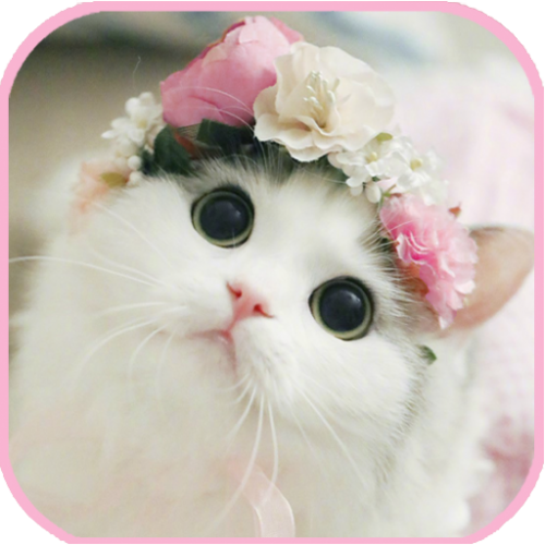 image.thumb.png.15f9be0a89f2bf4a384045d0f3a7867e.png
