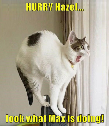 image.thumb.png.a44f59e533e2688974e8d2a124e17f2b.png