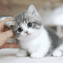 kitty-cute-cat.gif.1261b5a92deea33ea9a06d6b0ed5731a.gif