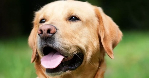 labrador-retriever-caractere.thumb.webp.8b185db480b1dd1ec1329cefda183d1b.webp