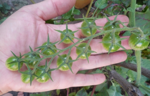 tomates.jpg