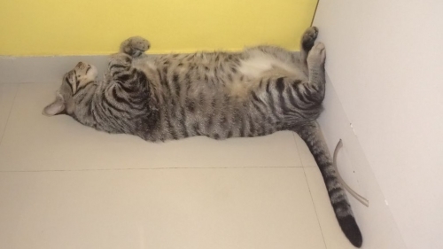 tom is sleeping.jpg