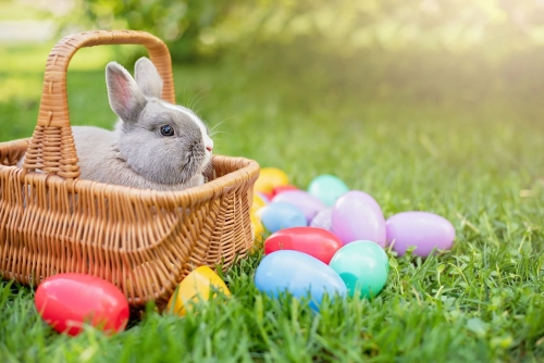 Easter_Bunny.webp