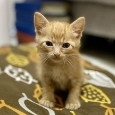 nekonekocat