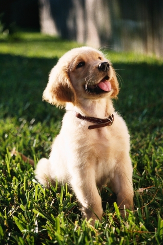 disparo-vertical-enfoque-superficial-lindo-cachorro-golden-retriever-sentado-suelo-hierba_181624-27259.thumb.jpg.cd38d78060cf8d2d1b239d4e45ffbc6c.jpg