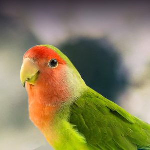 image.png.372d143df8b35c5a6e39214b4d273e74.png