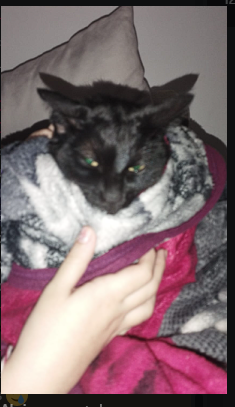 image.png.e441267f23b417fb5b20669d9371878f.png
