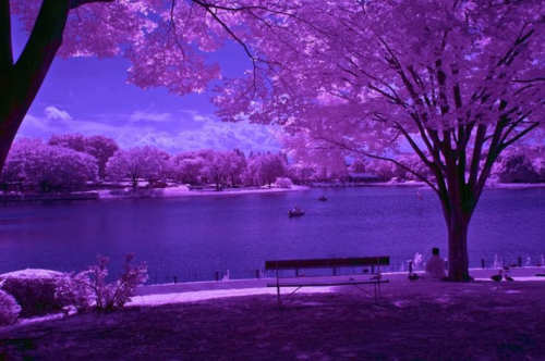 purple.png