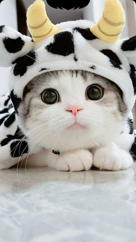 cute wallpapers.jpg