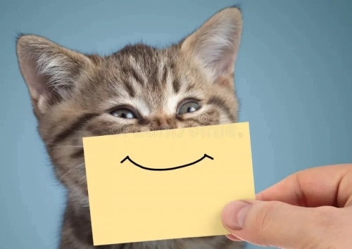 happy-cat-closeup-portrait-funny-smile-cardboard-young-blue-background-102078702.thumb.webp.9c3039daa20a3f8edd261db349277504.webp.f877fefb7cd09ec3a6bd642c4a29bdc9.webp