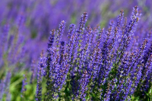 pictures-of-purple-flowers-4061771-01-41cc4ca67ea94f36889efbabb705fcaf.jpeg