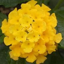 yellow.jpg.9bac913e522e5efd7a49cdf48412fe29.jpg