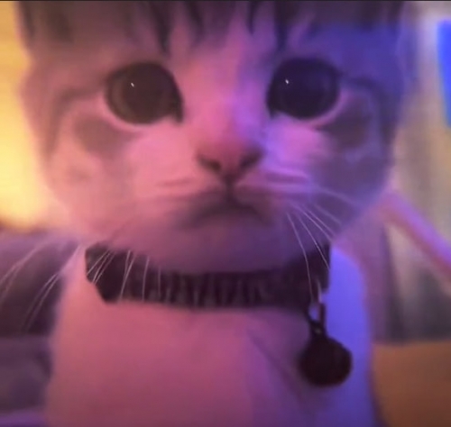 коткот4.jpg