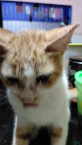 IMG-20240504-WA0032.jpeg