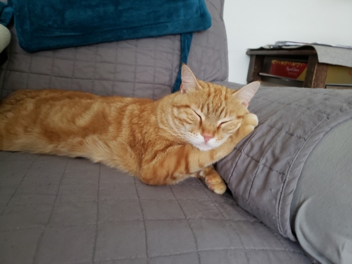 cat.jpg