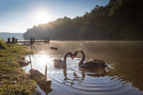 depositphotos_71512093-stock-photo-pair-of-swans-in-love.thumb.jpg.aa077fc5dea4485381ee5177fa267361.jpg