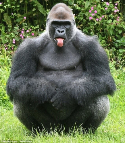 gorilla.jpg