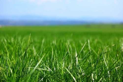 grass.jpg.webp