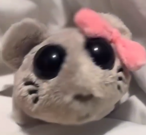 image.thumb.png.6f35e4640507d0b12a1c458d8153114d.png
