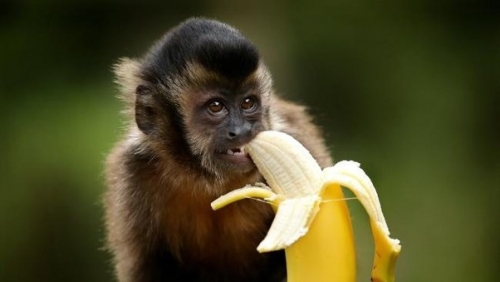 monky.jpeg