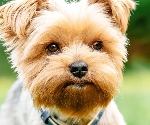 small-dog-owners-1.jpg