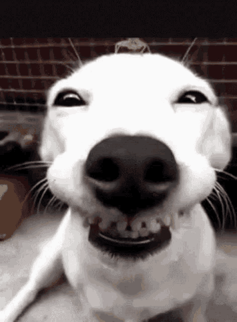 whatareyoudoing-wyd.gif
