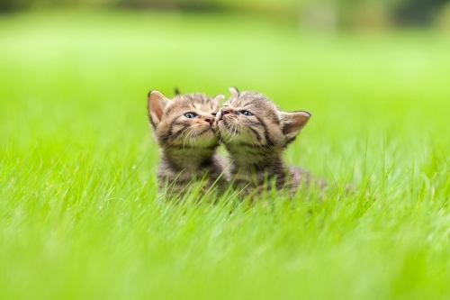cute-photos-of-cats-in-grass-1593184777.thumb.jpg.67aa9e764d88d731c0b9a091515edf91.jpg