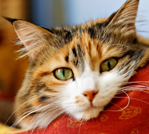 image.thumb.png.1fc3ff001ccfca8c432ee46e43485c38.png